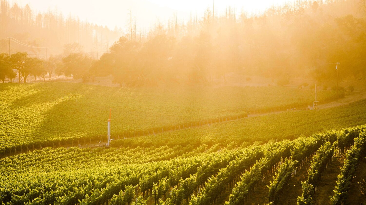 001 Vintners 1 001 Vintners 1