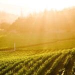 001 Vintners 2