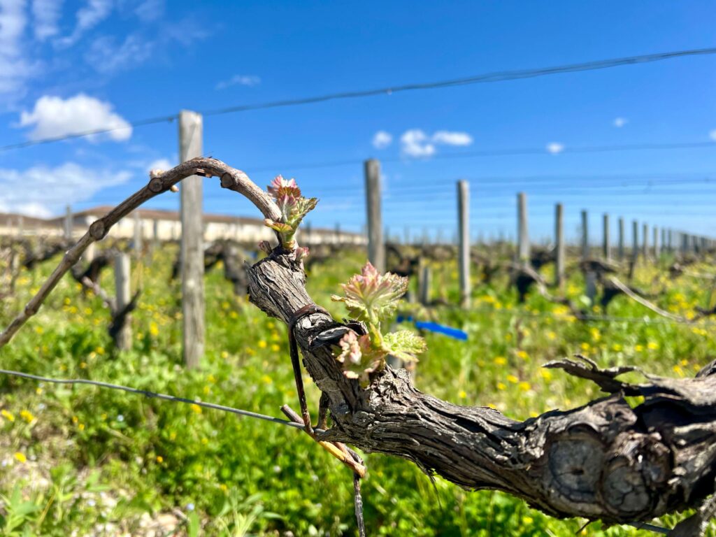 Latest Wine Reviews – April 2026 5