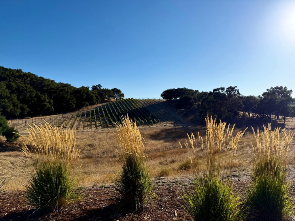 Latest Wine Reviews – August 2026 5