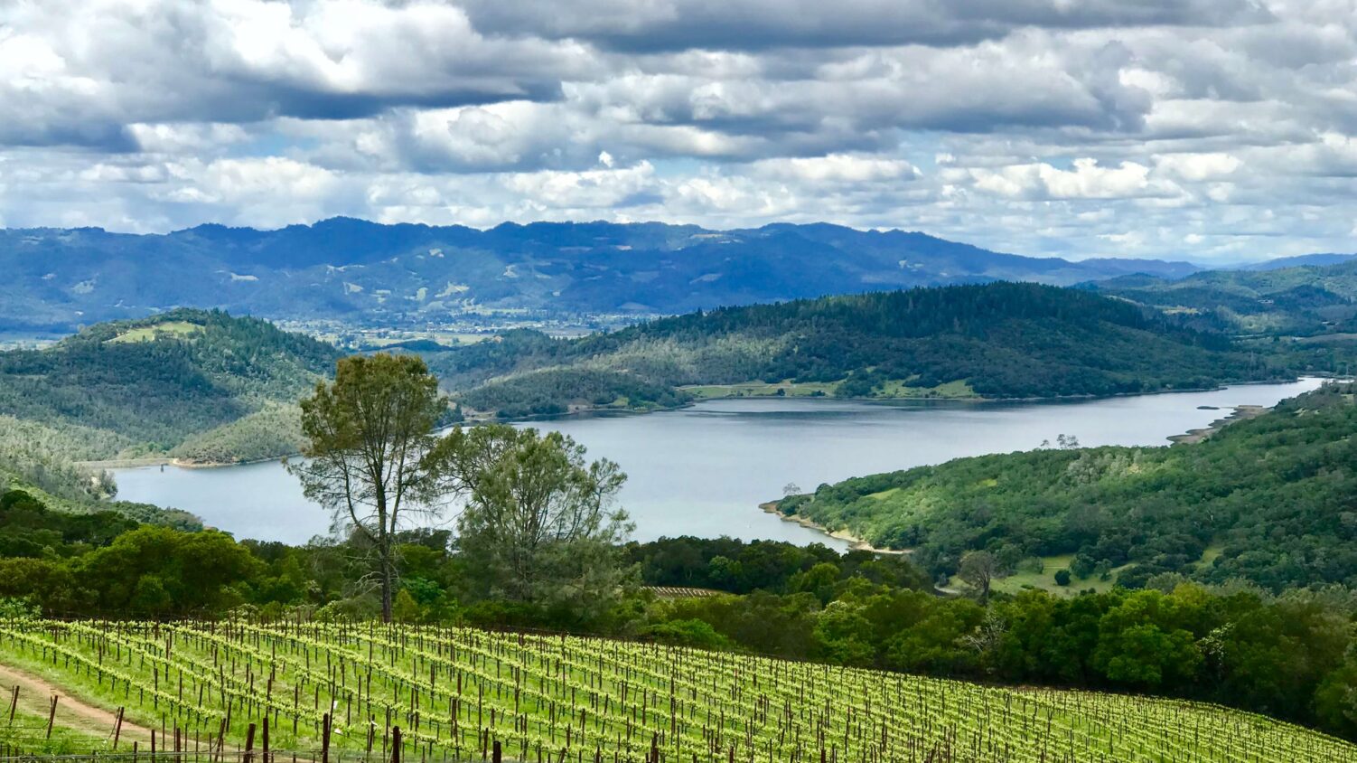 Chappellet 1 Chappellet 1