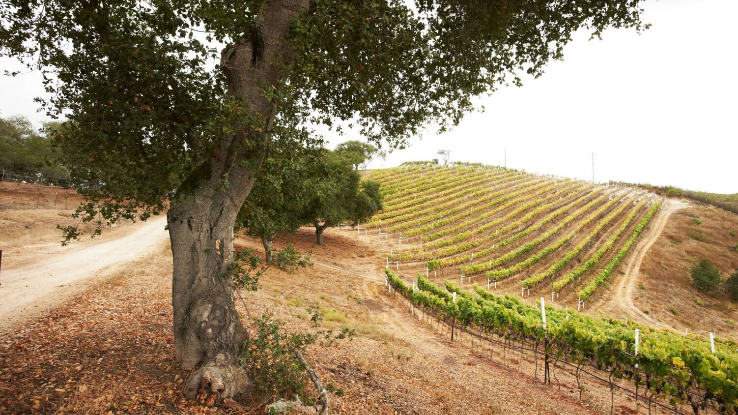 Alban Vineyards 1