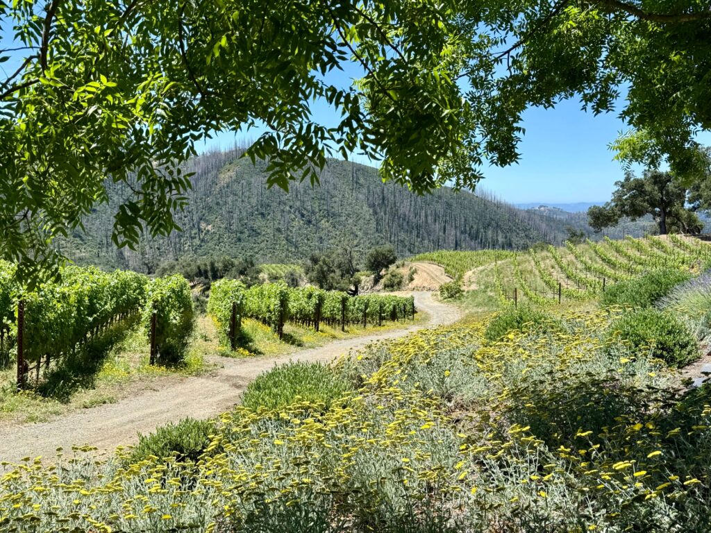 Latest Wine Reviews – June 2026 5