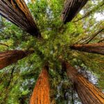 Sequoia Grove 2