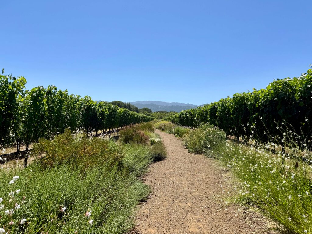 Latest Wine Reviews - July 2026 5 Latest Wine Reviews - July 2026 5