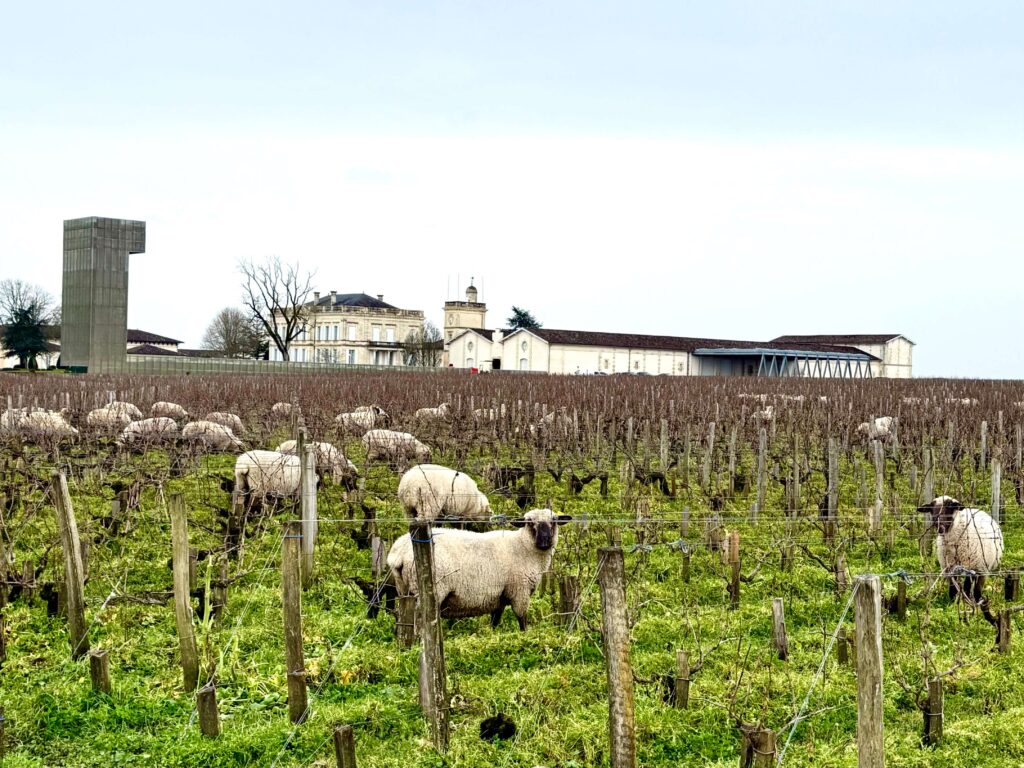 Latest Wine Reviews – February 2026 5