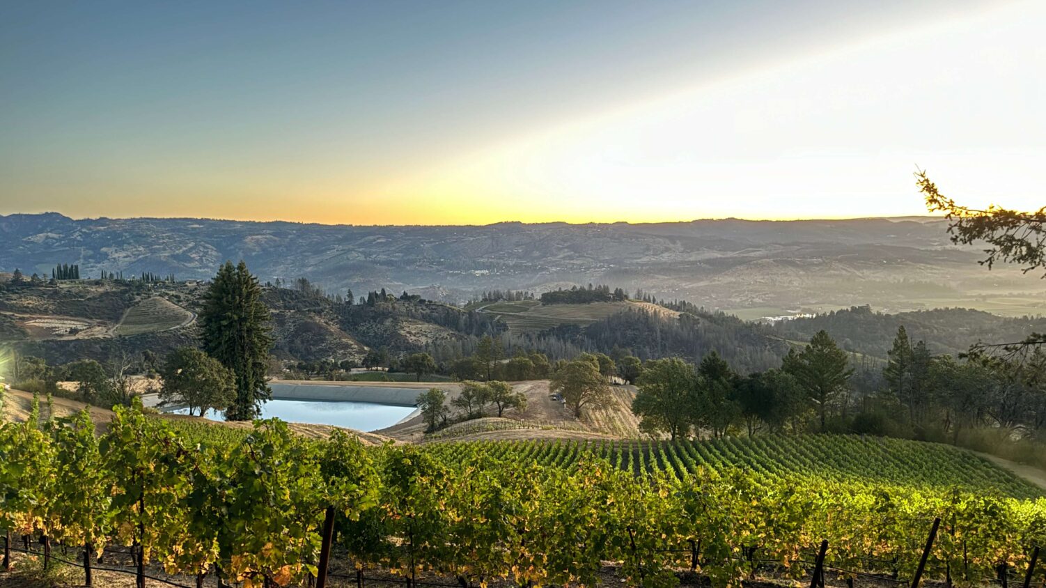 Spring Mountain Vineyard 1 Spring Mountain Vineyard 1