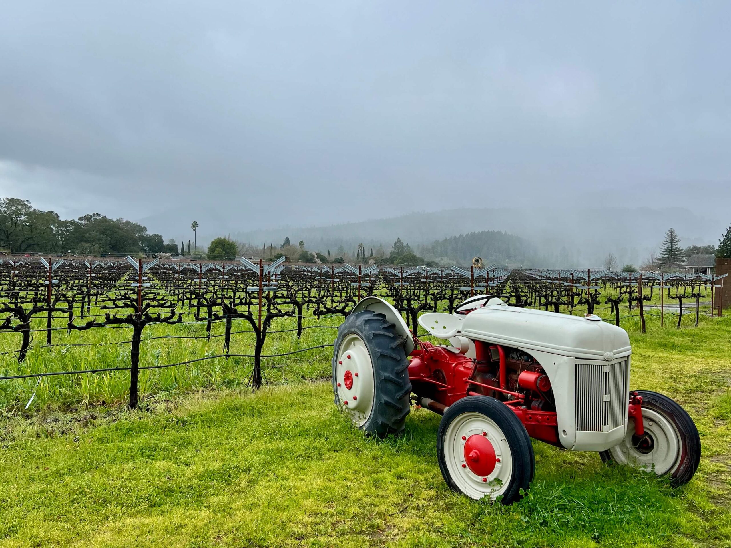 Salvestrin Winery 1