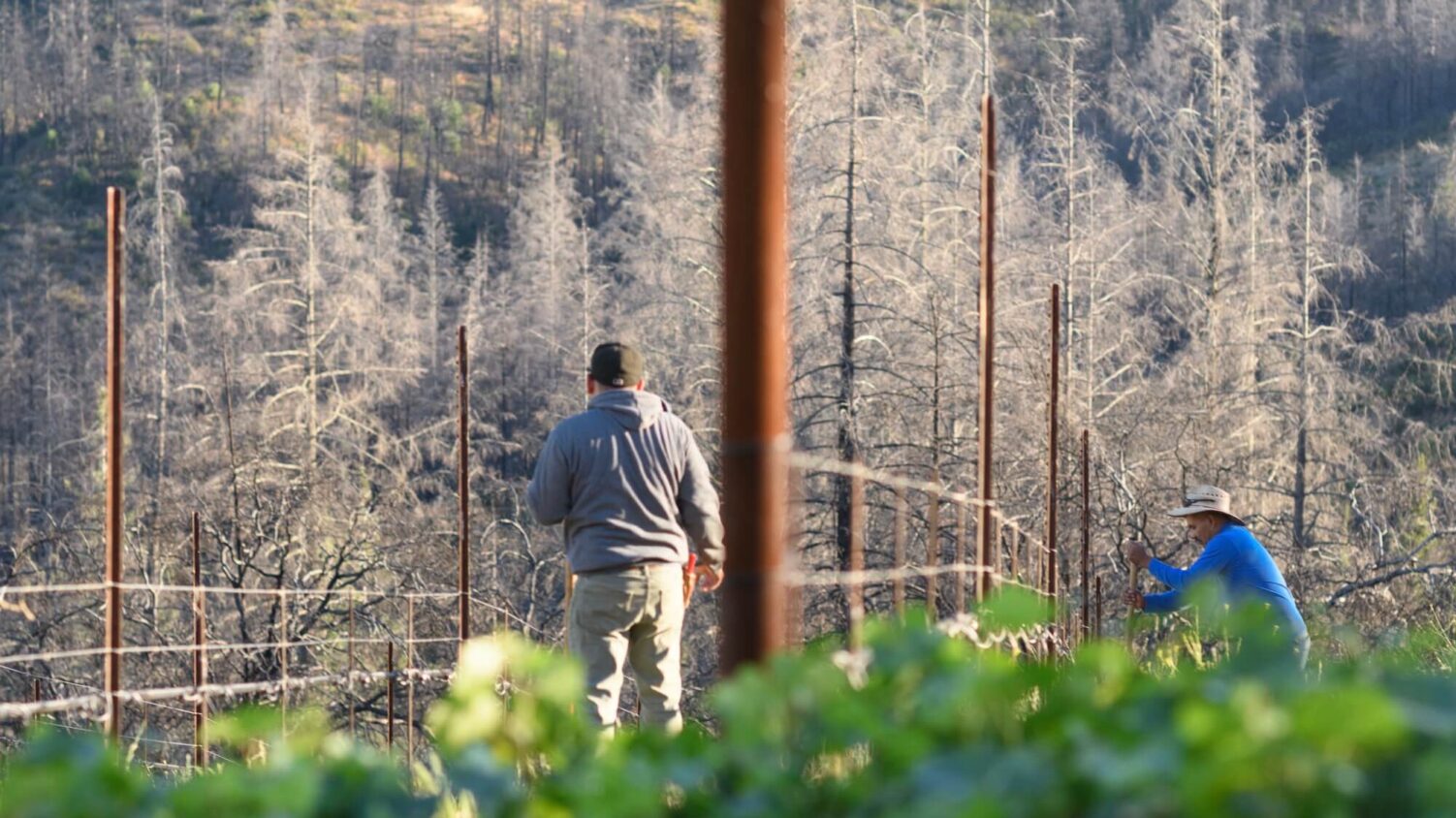 Cornell Vineyards 1