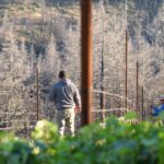 Cornell Vineyards 3