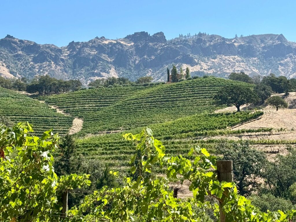 Jericho Canyon Vineyard 9 Jericho Canyon Vineyard 9