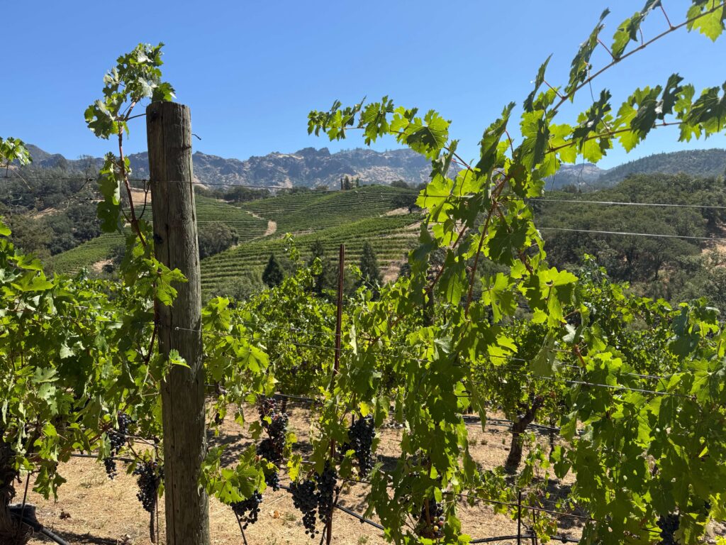 Jericho Canyon Vineyard 5 Jericho Canyon Vineyard 5