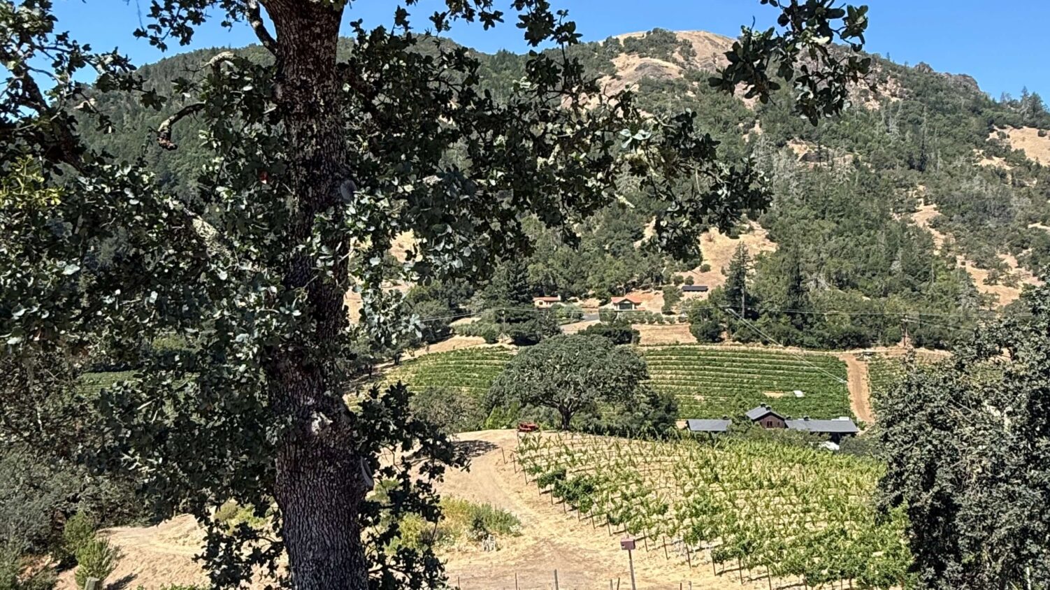 Jericho Canyon Vineyard 1