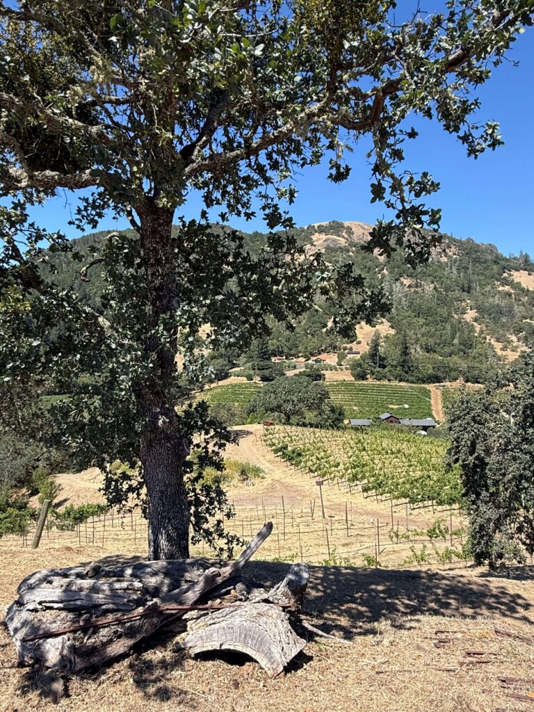 Jericho Canyon Vineyard 4 Jericho Canyon Vineyard 4