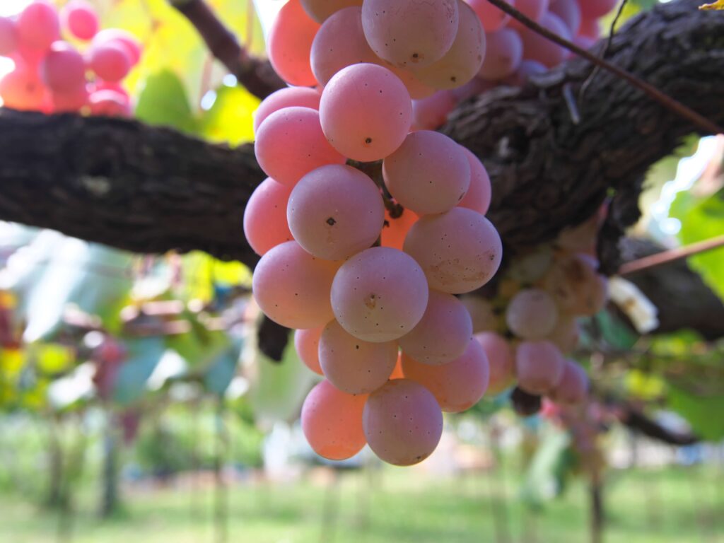Koshu: Japan's Ancient Grape 1