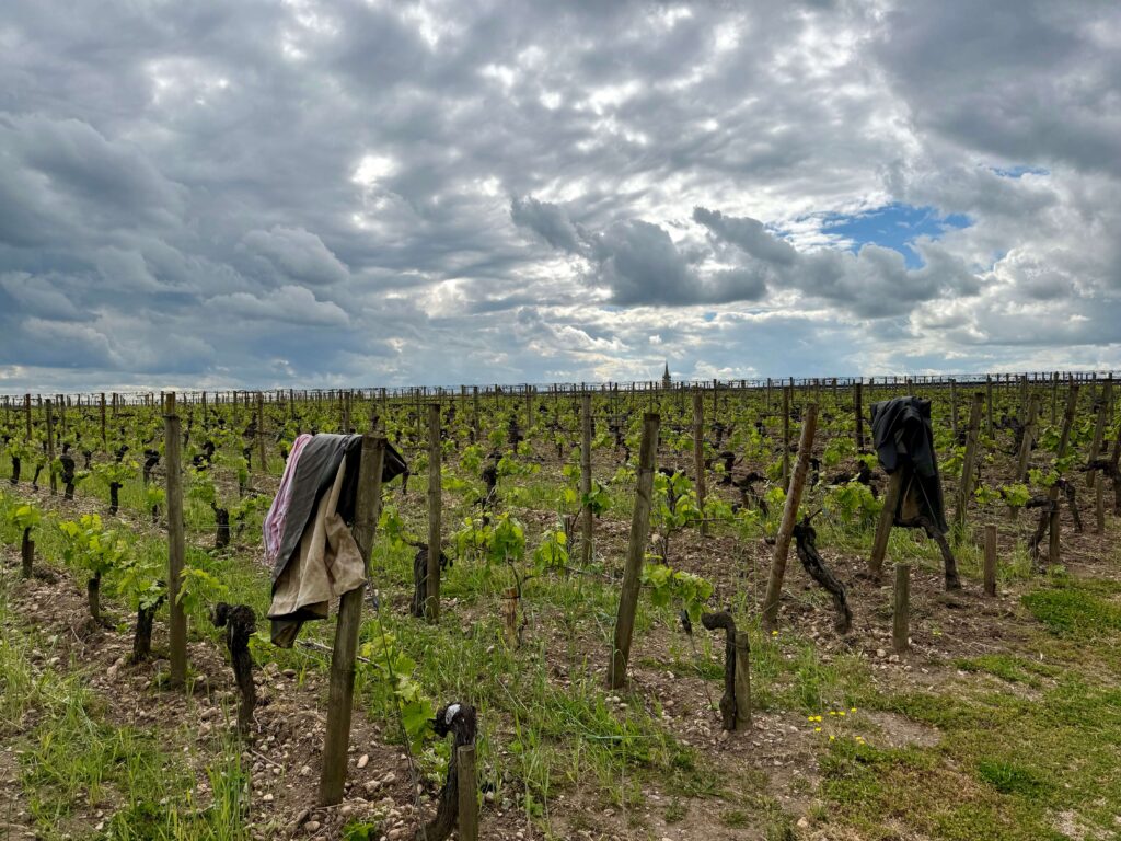 Lafleur’s Controversial Decision—Questioning Bordeaux’s Irrigation Rules 2