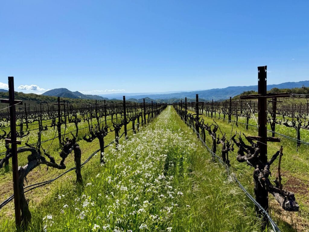 Latest Wine Reviews - March 2026 5 Latest Wine Reviews - March 2026 5