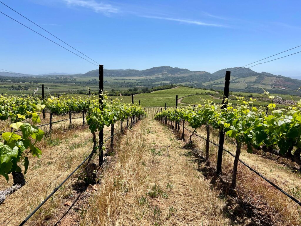 Latest Wine Reviews - May 2026 5