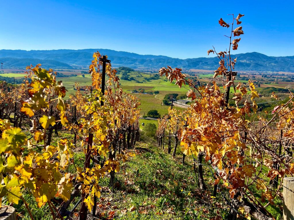 Latest Wine Reviews – November 2025 5