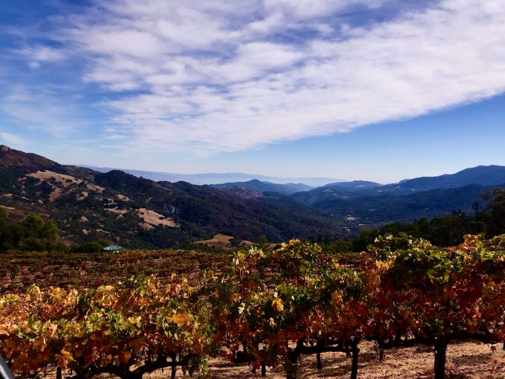 Latest Wine Reviews – October 2026 5 Latest Wine Reviews – October 2026 5
