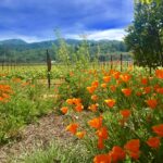 Bevan Cellars 4 Bevan Cellars 4