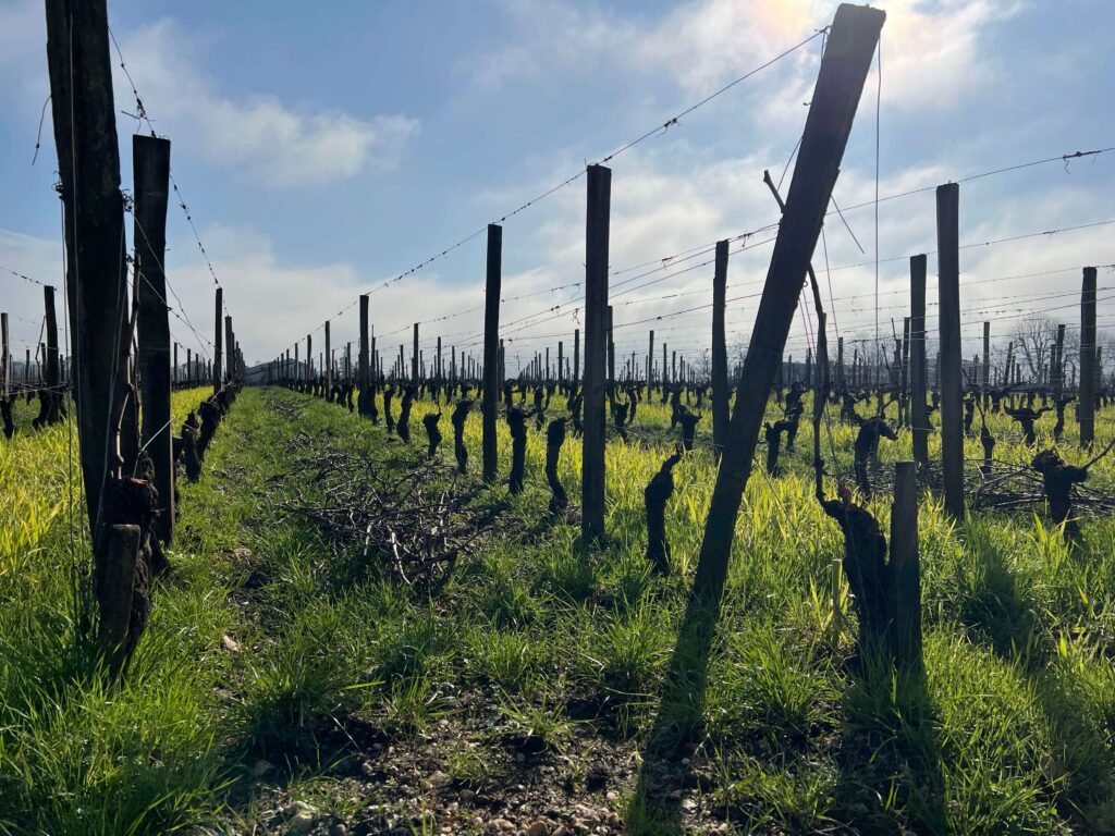 Latest Wine Reviews – January 2026 5 Latest Wine Reviews – January 2026 5