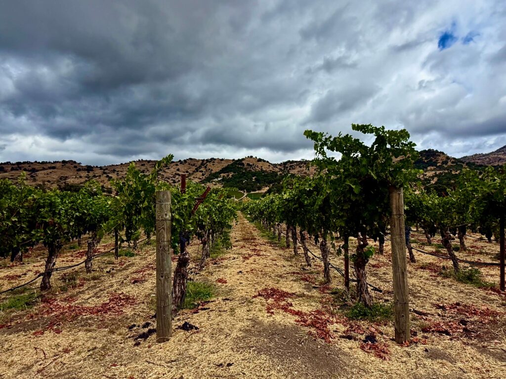 Latest Wine Reviews – September 2026 5
