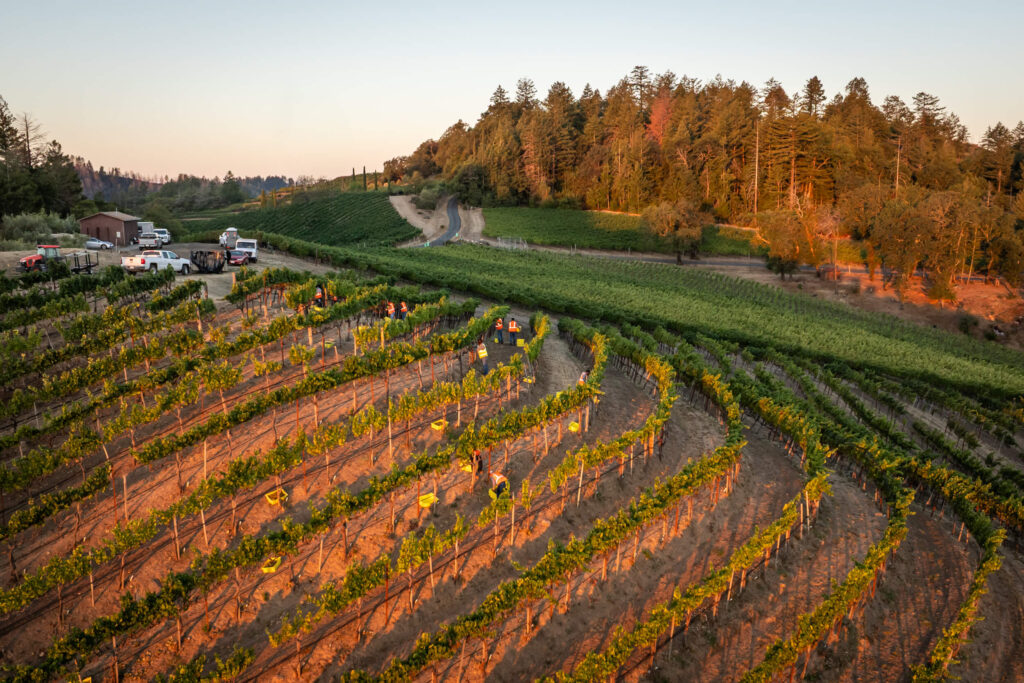 Vineyard 7 & 8 7 Vineyard 7 & 8 7