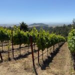 Maritana Vineyards 2