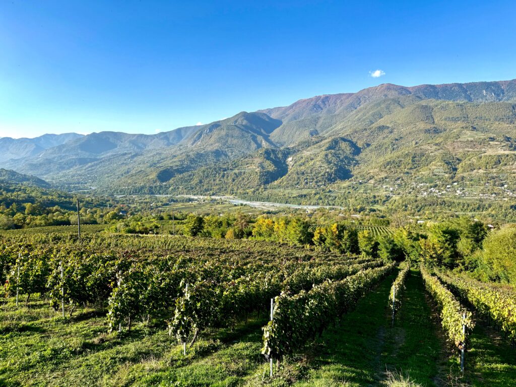 Western Georgia’s Wines 5 Western Georgia’s Wines 5