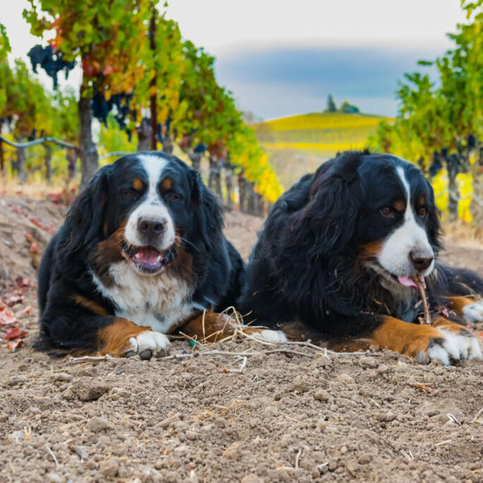 Guardians of the Grapes