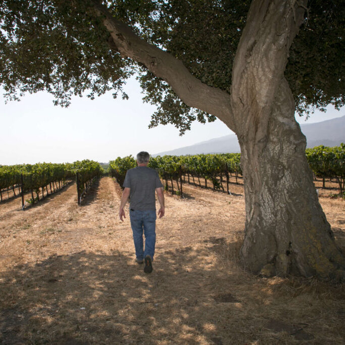 Adam Walking in Garys' Vineyard Tree