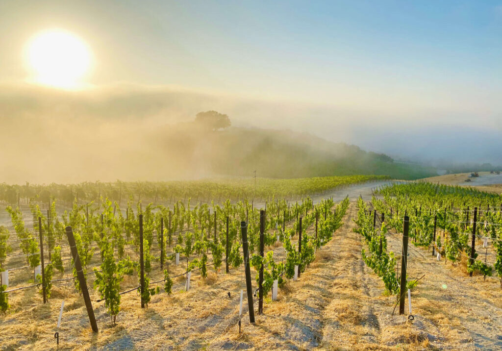 Copia-Willow-Creek-Estate-Young-Vines-Fog