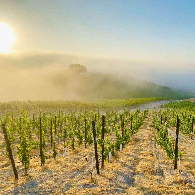 Copia-Willow-Creek-Estate-Young-Vines-Fog