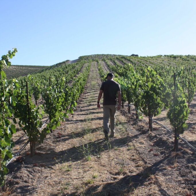 Don Walking In Vineyard