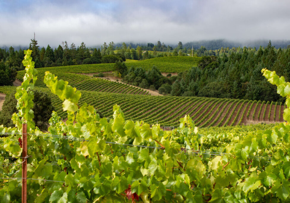 HFW_Far Coast_MMurray