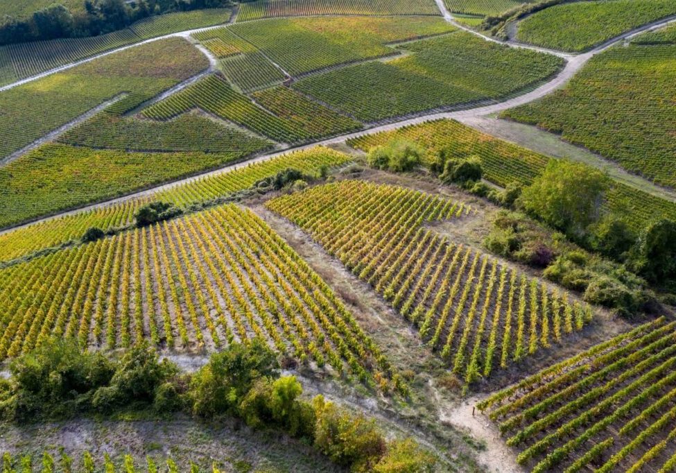 Henriot Vineyard Shot