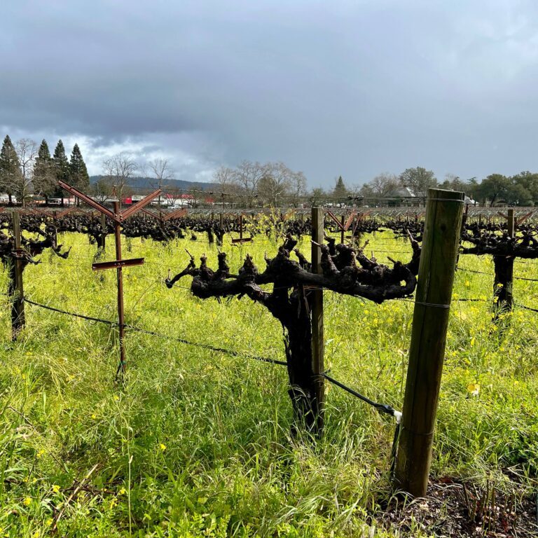Salvestrin Vineyard