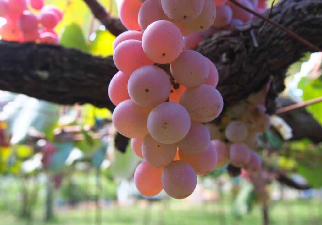 Koshu