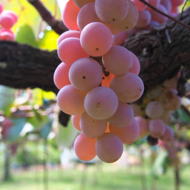 Koshu