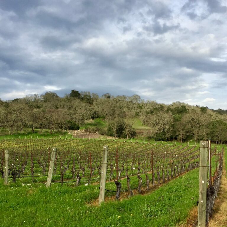 Littorai vineyard