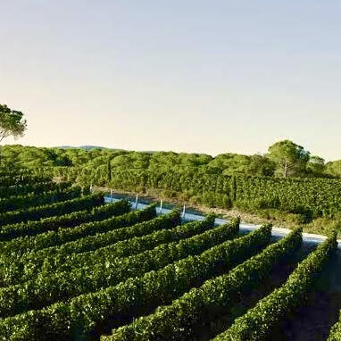 Masseto Vines