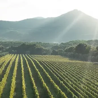 Ornellaia