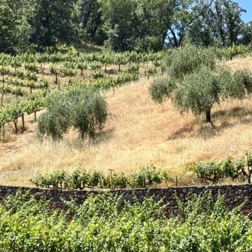 Pym-Rae Vineyard 2