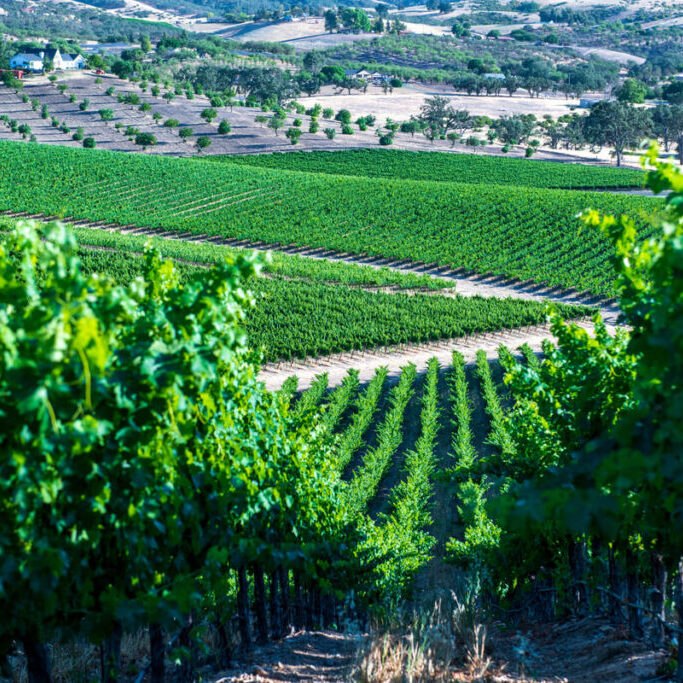 San Simeon's Stefano Vineyard