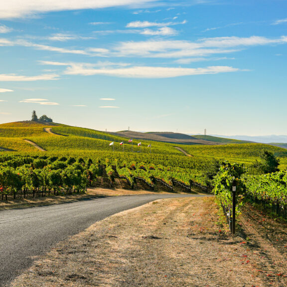 Vineyard Drive - Michael Cuffe